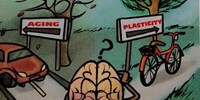 LA NEUROPLASTICIDAD. EL SUPERPODER DE TU CEREBRO. La neuroplasticidad te permite remodelar tu cerebro, transformar tu vida.